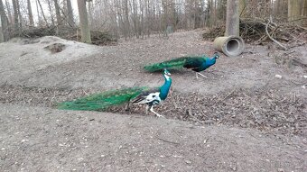 Pávy černokřídlé - 2