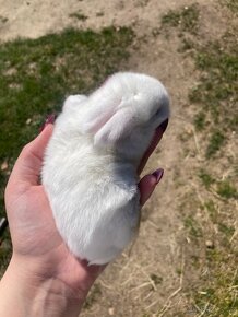Zakrslý králík mládě minilop - 2