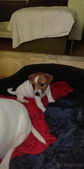 Jack Russell teriér - 2