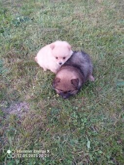 Trpasličí špic - pomeranian - 2