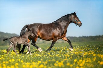 Letošní Welsh Cob klisna - 2