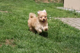 Yorkshire Terrier Golddust – štěňátka k odběru ihned - 2