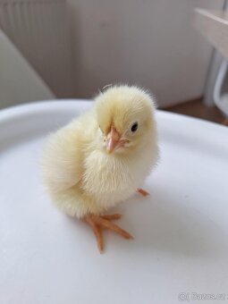 Kuřátka- Leghorn americky - 2