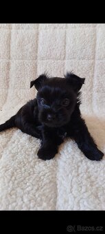 Jorkšírský terrier - 2