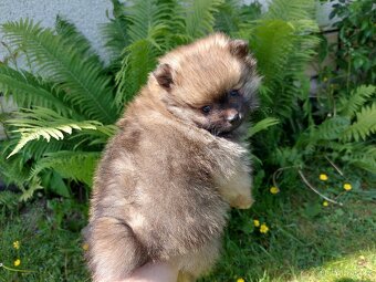 Špic, nemecký špic , Pomeranian - 2