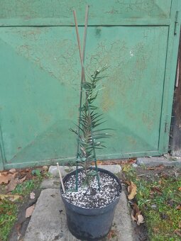 Wollemia nobilis - 3letý řízek, rostlina 60cm - 2