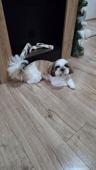 Shih Tzu - 2