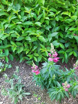 Hledík - rostlina, semínka - 2