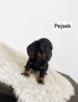 Jezevčík trpasličí - 2