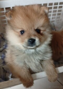 Pomeranian - 2