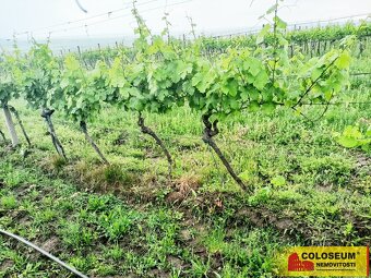 Němčičky - vinice, sady, les, orná půda 34 673 m2 – pozemek - 2