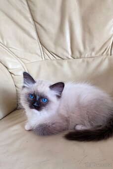 Ragdoll seal mitted s necuchavou srstí - 2