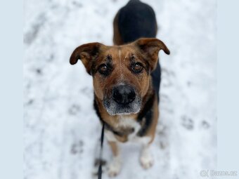 RON K ADOPCI - vděčný mazel, parťák, vhodný k dětem - 2