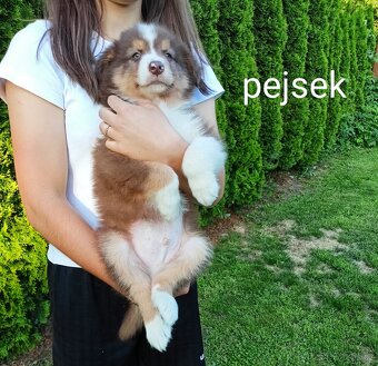 Štěňátka - australský ovčák - 2