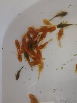 Mladé ryby - ancistrus super red, gold, černý - 2