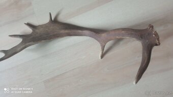 Jelení paroží - 2