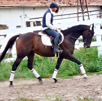 5 letá klisna - 2