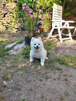 Fenka trpasličí špic - 2