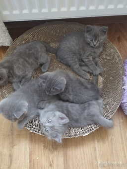 BRITSKÉ KOTĚ ,k odběru těsně před vánoci - 2