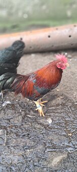 Velsumka koroptvi zdrobnela - 2