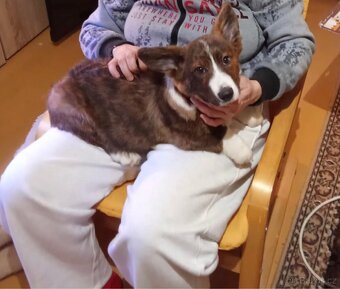 Welsh Corgi cardigan s PP - 2