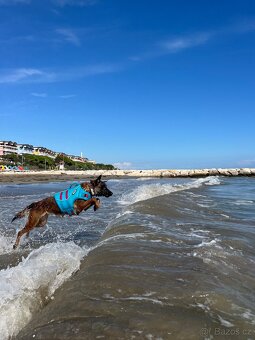 Belgický ovčák malinois - 2