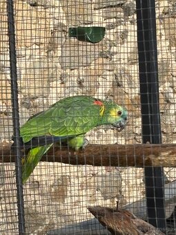 Amazonan modročerný samec - 2