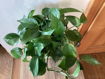 Pokojové rostliny - 2