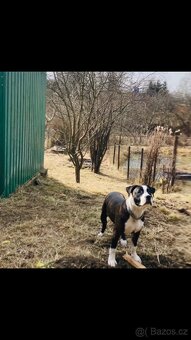 Americký stafordšírský teriér – 6 měsíců - 2