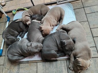 American Bully XL s PP - 2
