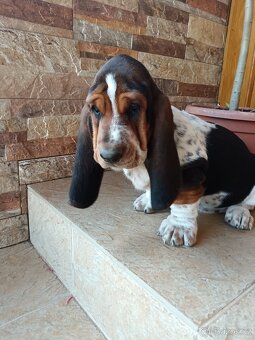 Basset - 2