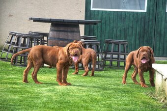 Bordeauxska doga, Bordo doga, Dogue de Bordeaux - 2