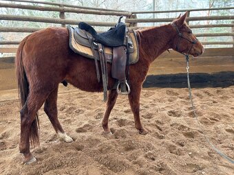 Dvouletý valach QH - 2