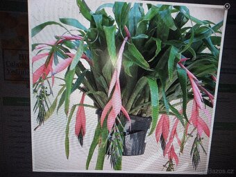 Billbergia nutans - bilbergie, čínský oves. Kvete od září do - 2