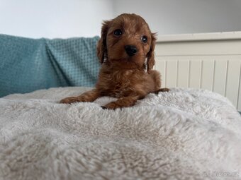 Cavapoo s pp- registrací - 2