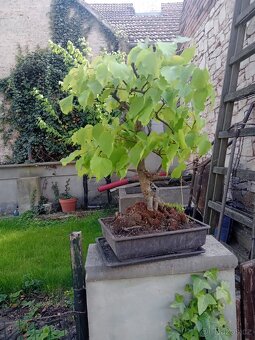 Bonsai - 2