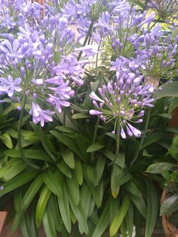 Agapanthus - kalokvět - 2