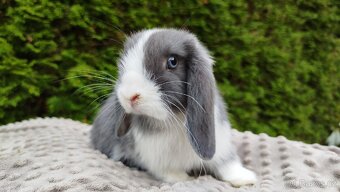 Zakrslý beránek, králíček, králík - HENRY - 2