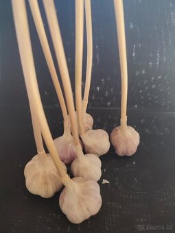 Prodej kuchyňského česneku - 2