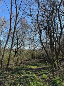 Prodám pozemky v katastrálním území Jevišovice - 2