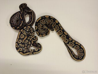 Krajta královská - 2