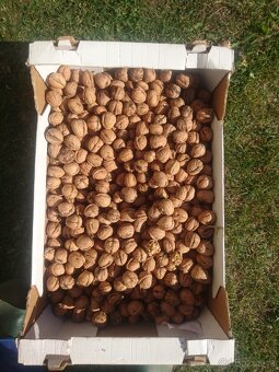 PRODÁM VLAŠSKÉ OŘECHY - 2