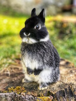 Zakrslý králík - 2