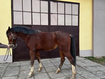 mladý valach po Chacoon Blue - 2