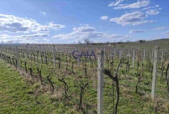 Čejkovice - Prodej pozemku, orné půdy s vinicí o rozloze 263 - 2