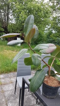 Ficus - 2