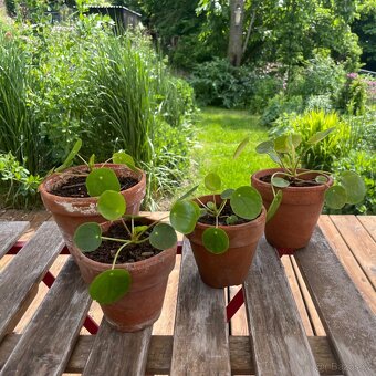 Pilea peperomioides - 2