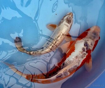 Koi kapr 41 -55cm - 2