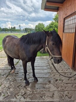 Sportovní pony - 2