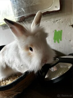 🐇 Zakrslí králíčci – ihned k odběru (Liberec) - 2